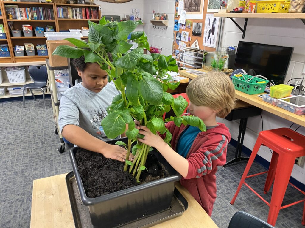 Two students tending to a large potato plant.